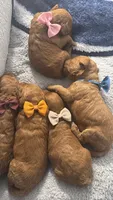 canela pink-rosado, a female Goldendoodle for sale in Miami, FL – 10 of 10
