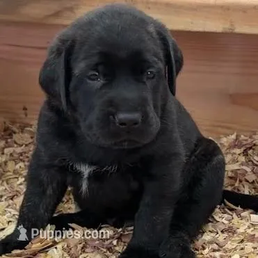 GRAY – English Mastiff puppy for sale in Chillicothe, MO