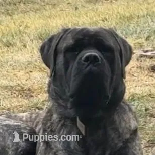 GRAY, a male English Mastiff for sale in Chillicothe, MO – Photo 4 of 6