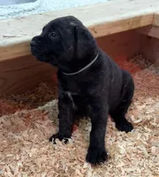 GRAY, a male English Mastiff for sale in Chillicothe, MO – Photo 2 of 6