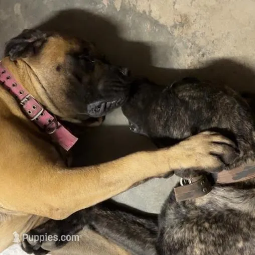 GRAY, a male English Mastiff for sale in Chillicothe, MO – Photo 6 of 6