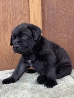 GRAY, a male English Mastiff for sale in Chillicothe, MO – Photo 3 of 6