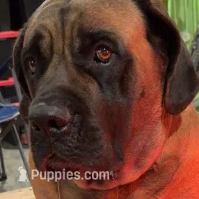 GRAY, a male English Mastiff for sale in Chillicothe, MO – Photo 5 of 6