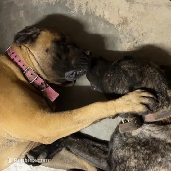 BLUE, a male English Mastiff for sale in Chillicothe, MO – Photo 7 of 7