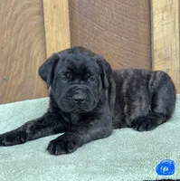 BLUE, a male English Mastiff for sale in Chillicothe, MO – Photo 2 of 7