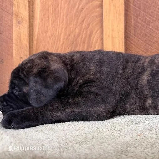 BLUE, a male English Mastiff for sale in Chillicothe, MO – Photo 4 of 7