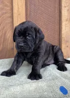 BLUE, a male English Mastiff for sale in Chillicothe, MO – Photo 3 of 7