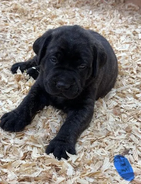 BLUE – English Mastiff puppy for sale in Chillicothe, MO