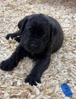 BLUE, a male English Mastiff for sale in Chillicothe, MO – Photo 1 of 7