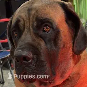 BLUE, a male English Mastiff for sale in Chillicothe, MO – Photo 6 of 7