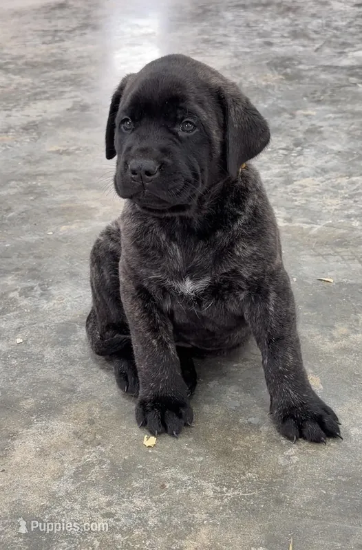 YELLOW – English Mastiff puppy for sale in Chillicothe, MO