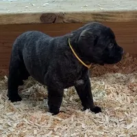 YELLOW, a male English Mastiff for sale in Chillicothe, MO – Photo 2 of 7