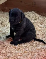 YELLOW, a male English Mastiff for sale in Chillicothe, MO – Photo 4 of 7