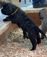 YELLOW, a male English Mastiff for sale in Chillicothe, MO – Photo 3 of 7