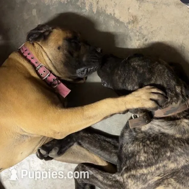 YELLOW, a male English Mastiff for sale in Chillicothe, MO – Photo 7 of 7