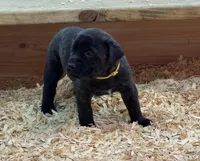 YELLOW, a male English Mastiff for sale in Chillicothe, MO – Photo 1 of 7