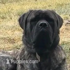 YELLOW, a male English Mastiff for sale in Chillicothe, MO – Photo 5 of 7