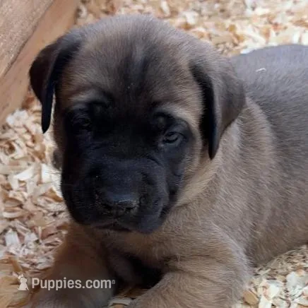 RED, a male English Mastiff for sale in Chillicothe, MO – Photo 2 of 6