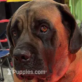 RED, a male English Mastiff for sale in Chillicothe, MO – Photo 6 of 6