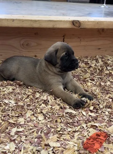 RED – English Mastiff puppy for sale in Chillicothe, MO
