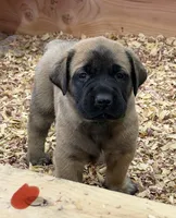RED, a male English Mastiff for sale in Chillicothe, MO – Photo 4 of 6
