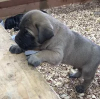 RED, a male English Mastiff for sale in Chillicothe, MO – Photo 3 of 6