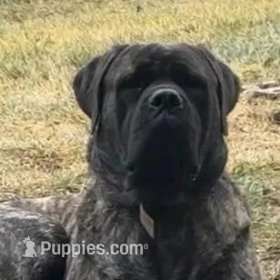 RED, a male English Mastiff for sale in Chillicothe, MO – Photo 5 of 6