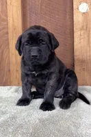 WHITE, a female English Mastiff for sale in Chillicothe, MO – Photo 1 of 6