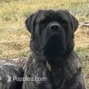 WHITE, a female English Mastiff for sale in Chillicothe, MO – Photo 4 of 6