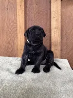 WHITE, a female English Mastiff for sale in Chillicothe, MO – Photo 3 of 6