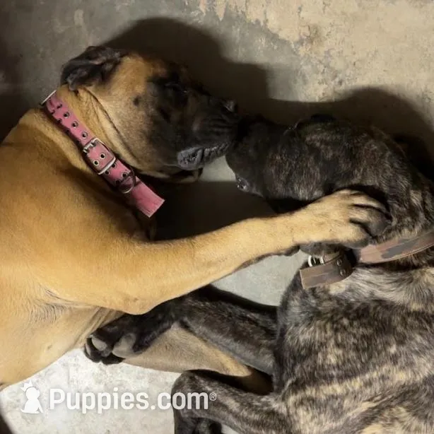 WHITE, a female English Mastiff for sale in Chillicothe, MO – Photo 5 of 6