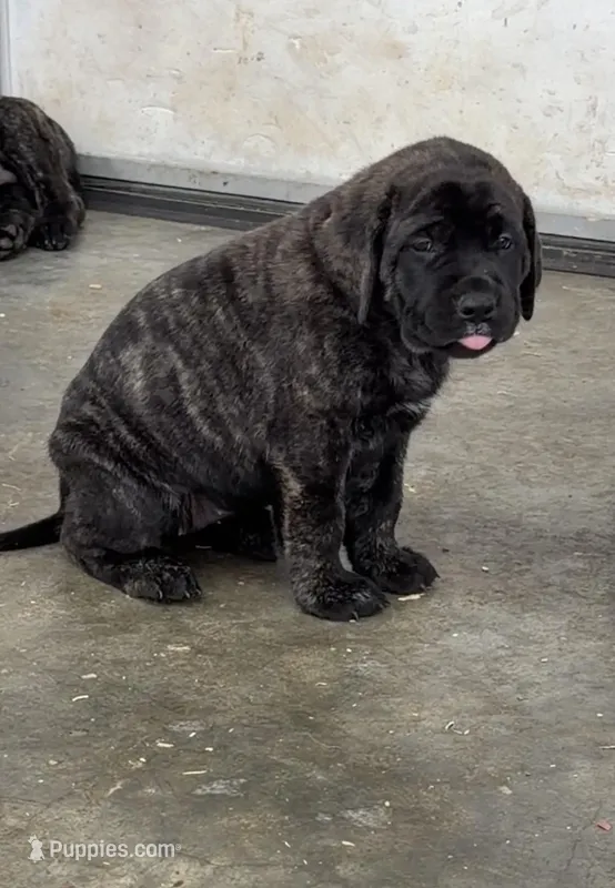 WHITE – English Mastiff puppy for sale in Chillicothe, MO