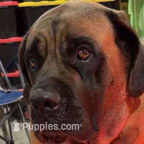 WHITE, a female English Mastiff for sale in Chillicothe, MO – Photo 6 of 6