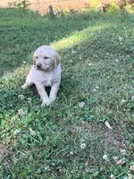 Tank , a male Labrador Retriever for sale in Georgetown, SC – Photo 3 of 3
