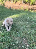 Tank , a male Labrador Retriever for sale in Georgetown, SC – Photo 2 of 3