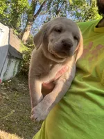 Tank , a male Labrador Retriever for sale in Georgetown, SC – Photo 1 of 3