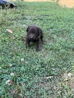 Sissy , a female Labrador Retriever for sale in Georgetown, SC – Photo 3 of 3