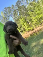Sissy , a female Labrador Retriever for sale in Georgetown, SC – Photo 2 of 3