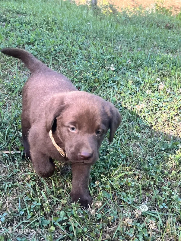 Sissy  – Labrador Retriever puppy for sale in Georgetown, SC