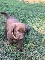 Sissy , a female Labrador Retriever for sale in Georgetown, SC – Photo 1 of 3
