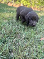 Daisy , a female Labrador Retriever for sale in Georgetown, SC – Photo 3 of 3