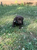 Daisy , a female Labrador Retriever for sale in Georgetown, SC – Photo 2 of 3
