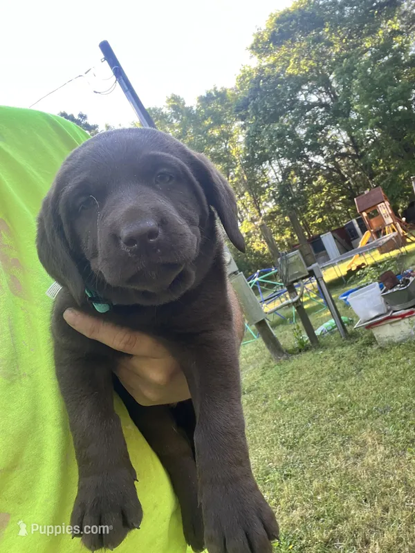 Daisy  – Labrador Retriever puppy for sale in Georgetown, SC