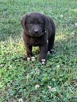 Dolly, a female Labrador Retriever for sale in Georgetown, SC – Photo 2 of 3