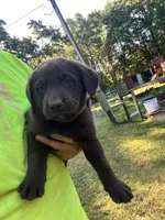 Dolly, a female Labrador Retriever for sale in Georgetown, SC – Photo 1 of 3