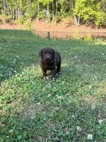 Dolly, a female Labrador Retriever for sale in Georgetown, SC – Photo 3 of 3