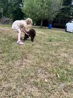 Ace, a male Labrador Retriever for sale in Georgetown, SC – Photo 3 of 4