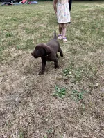 Ace, a male Labrador Retriever for sale in Georgetown, SC – Photo 4 of 4