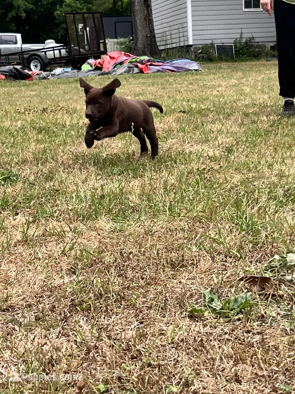 Ace – Labrador Retriever puppy for sale in Georgetown, SC