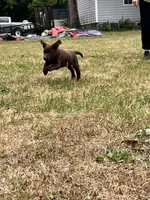 Ace, a male Labrador Retriever for sale in Georgetown, SC – Photo 1 of 4